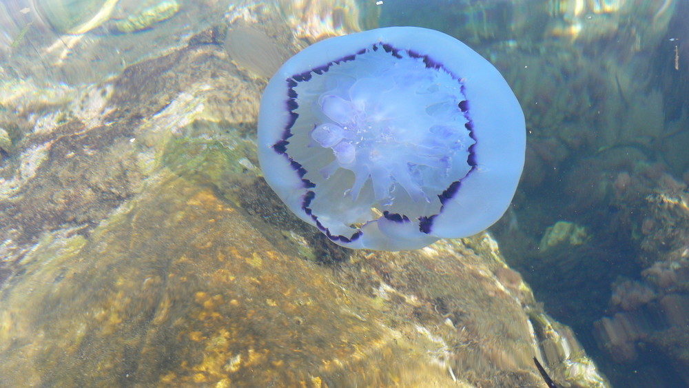 Blaue Qualle in Skala Sotiros, Thassos