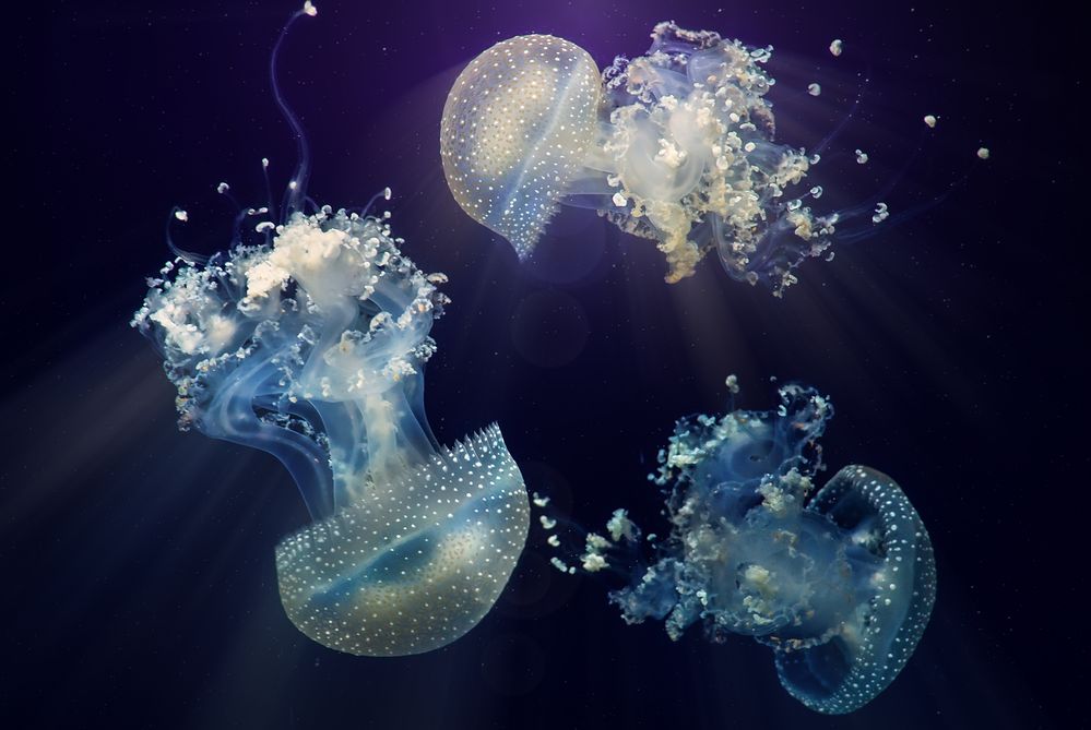 Blaue Quallen Foto & Bild monatswettbewerbe natur, 08 quallen, 2018