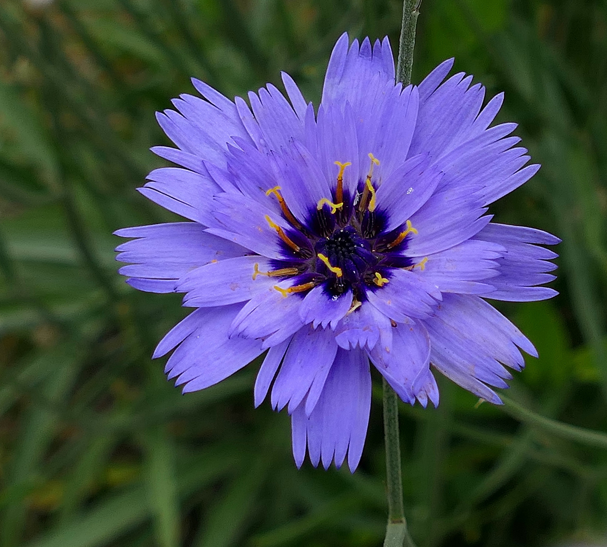 Blaue Rasselblume.