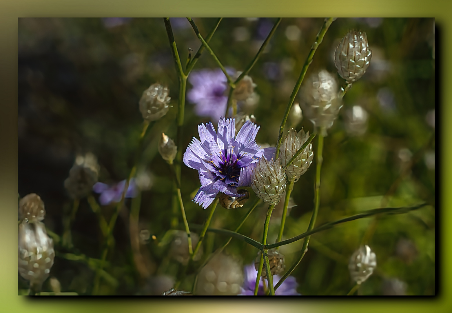 Blaue Rasselblume