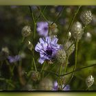 Blaue Rasselblume