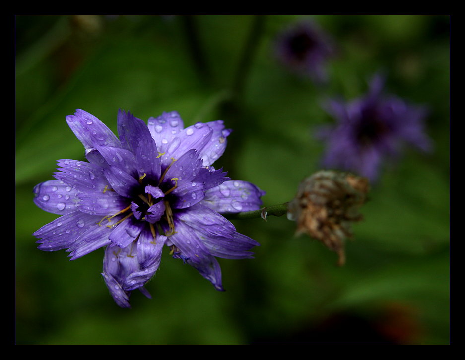 blaue Rasselblume