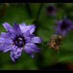 blaue Rasselblume