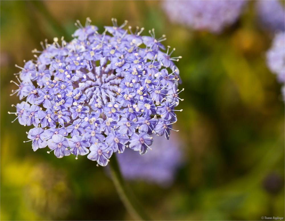 Blaue Raudolde (Trachymene coerulea)..