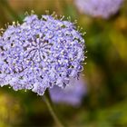 Blaue Raudolde (Trachymene coerulea)..