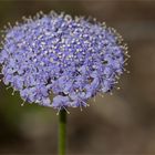 Blaue Raudolde (Trachymene coerulea)...