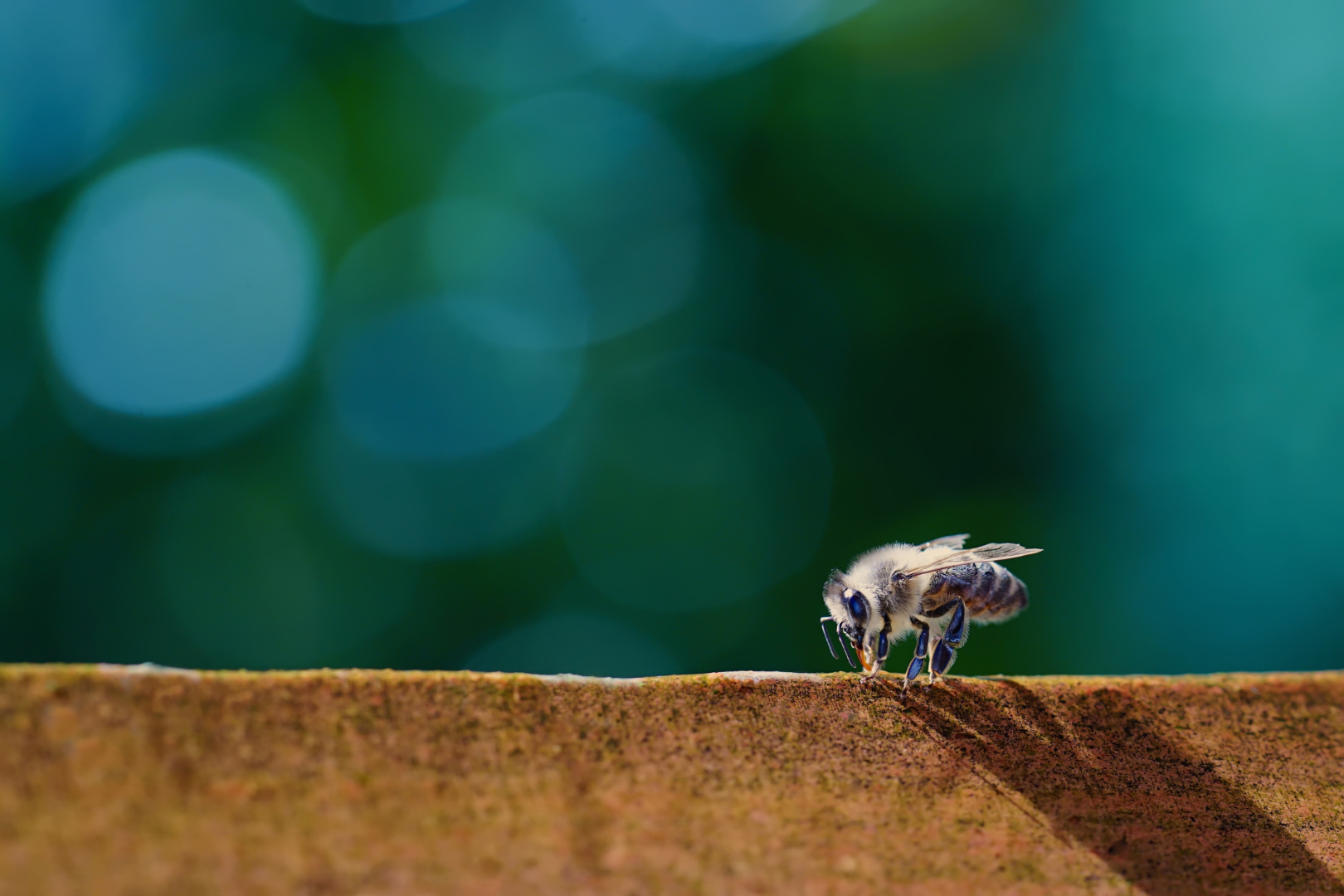 Blaue Reflexionen