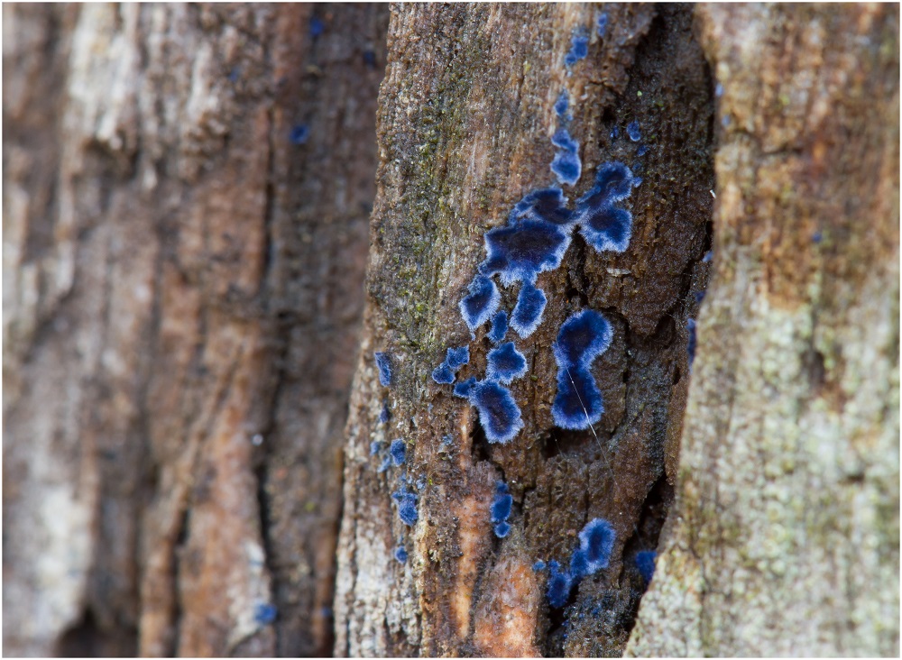 Blaue Rindenpilz