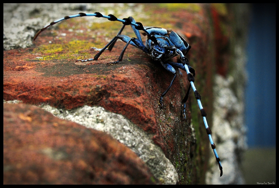 Blaue Rosalia