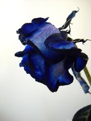 Blaue Rose