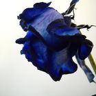 Blaue Rose