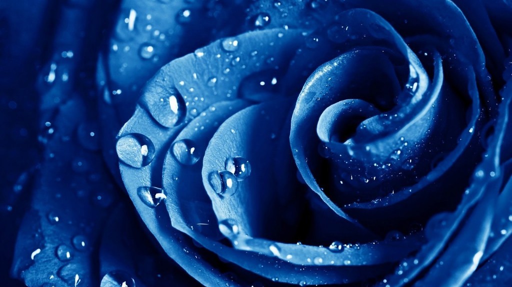 blaue rose