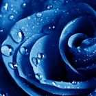 blaue rose