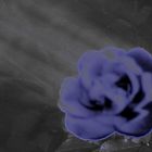 Blaue Rose