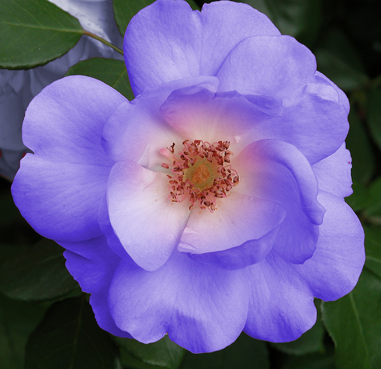 Blaue Rose