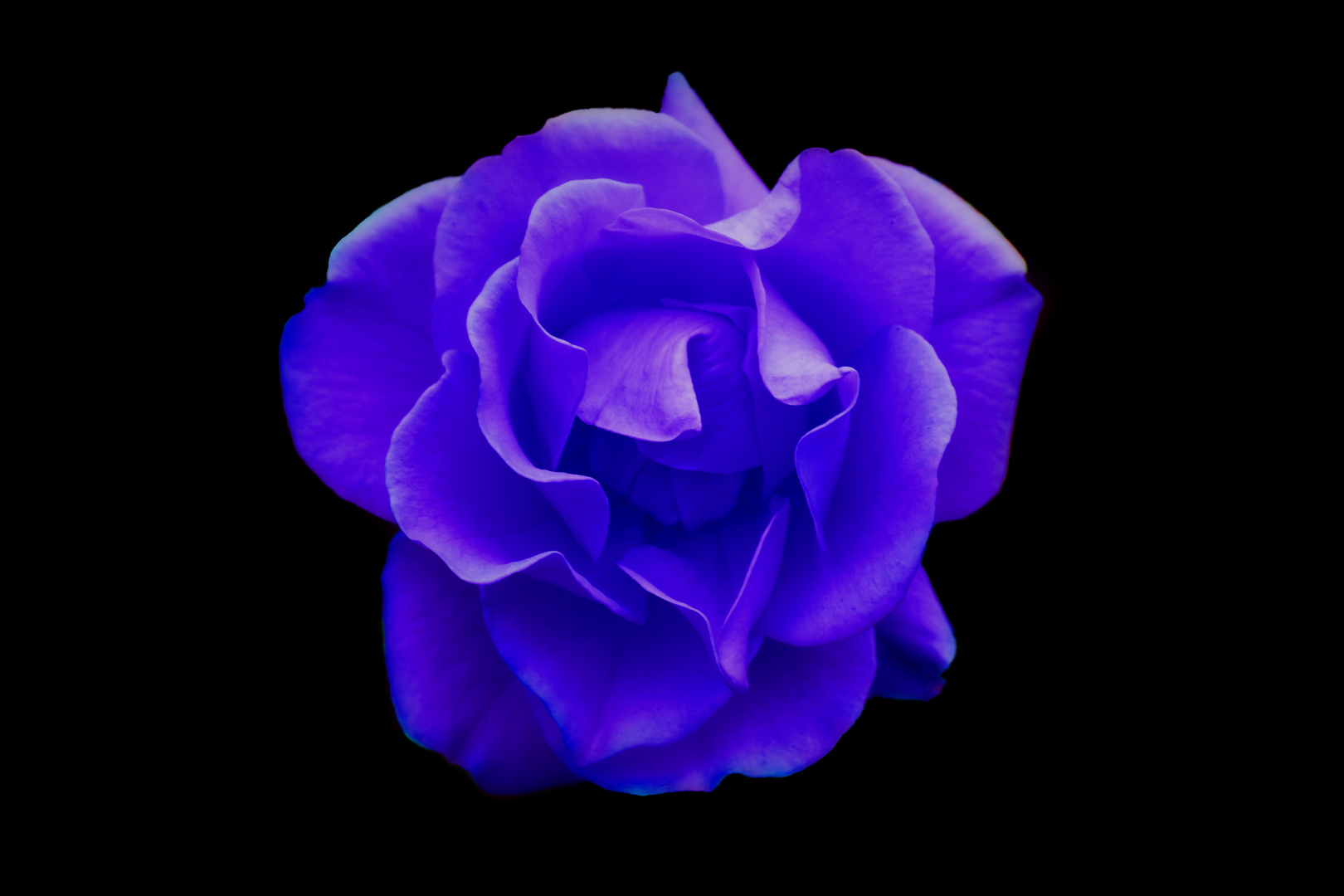 Blaue Rose