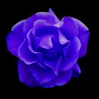 Blaue Rose