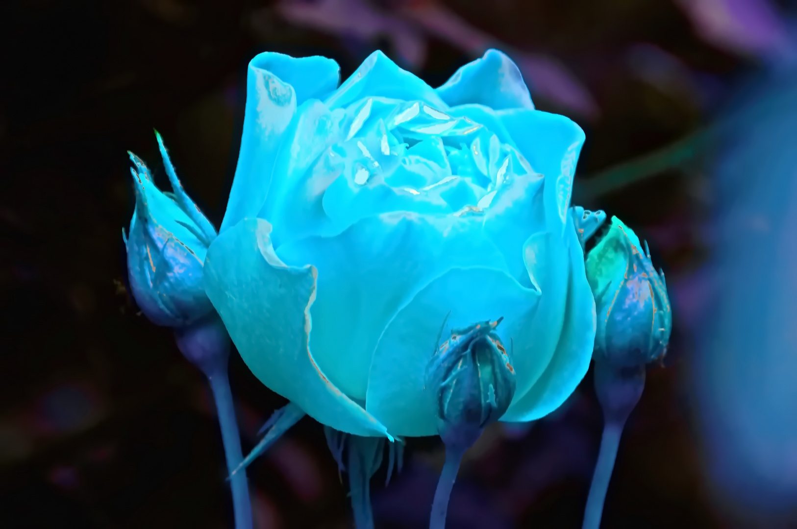 Blaue Rose