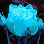 Blaue Rose