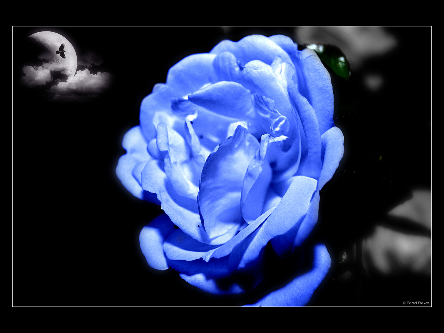 Blaue Rose Foto & Bild pflanzen, pilze & flechten, blüten