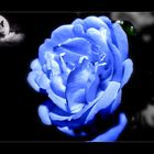 Blaue Rose