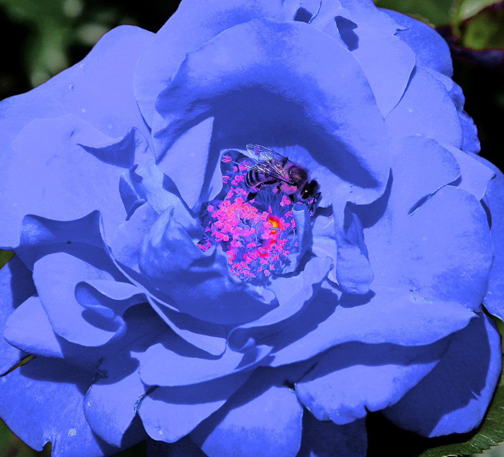 BLAUE ROSE Foto & Bild pflanzen, pilze & flechten, blüten