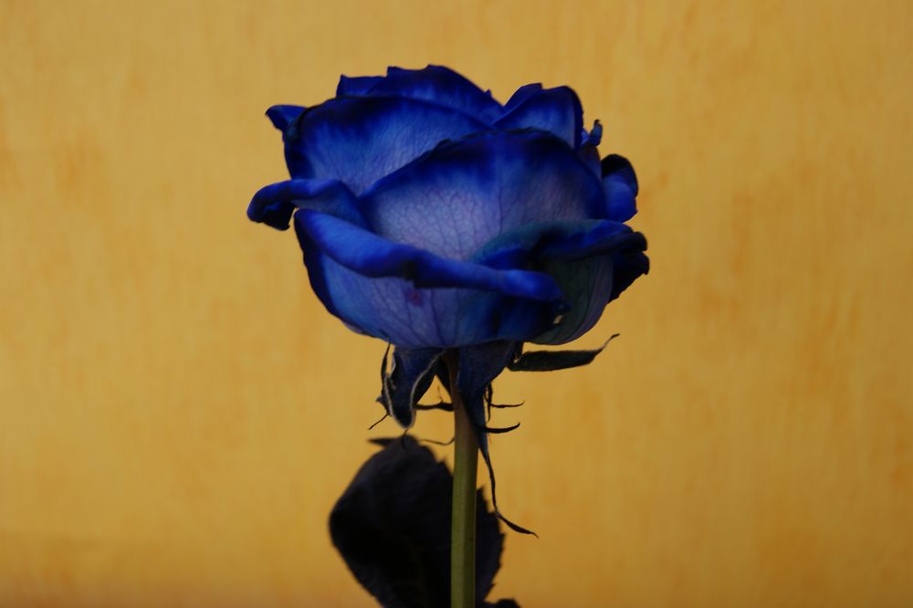 Blaue Rose