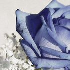 Blaue-Rose