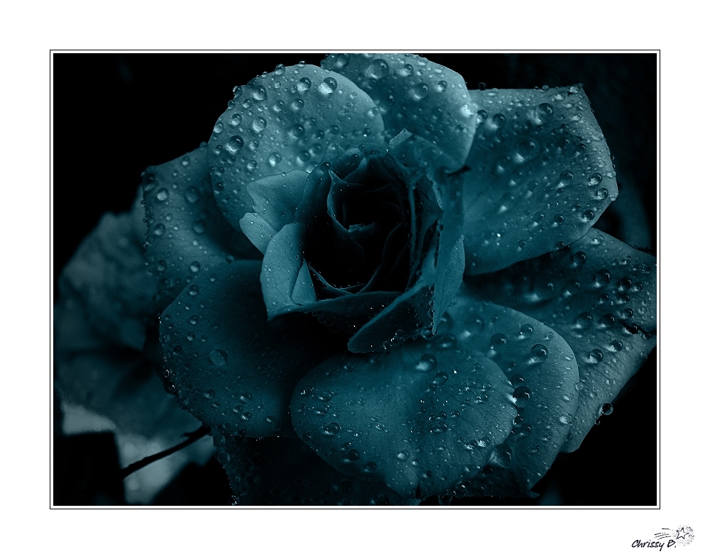 Blaue Rose