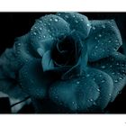 Blaue Rose