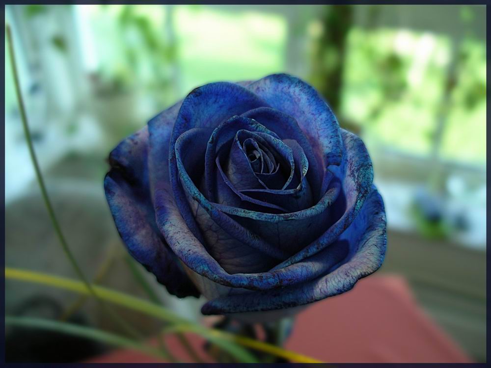 Blaue Rose.....