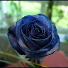 Blaue Rose.....