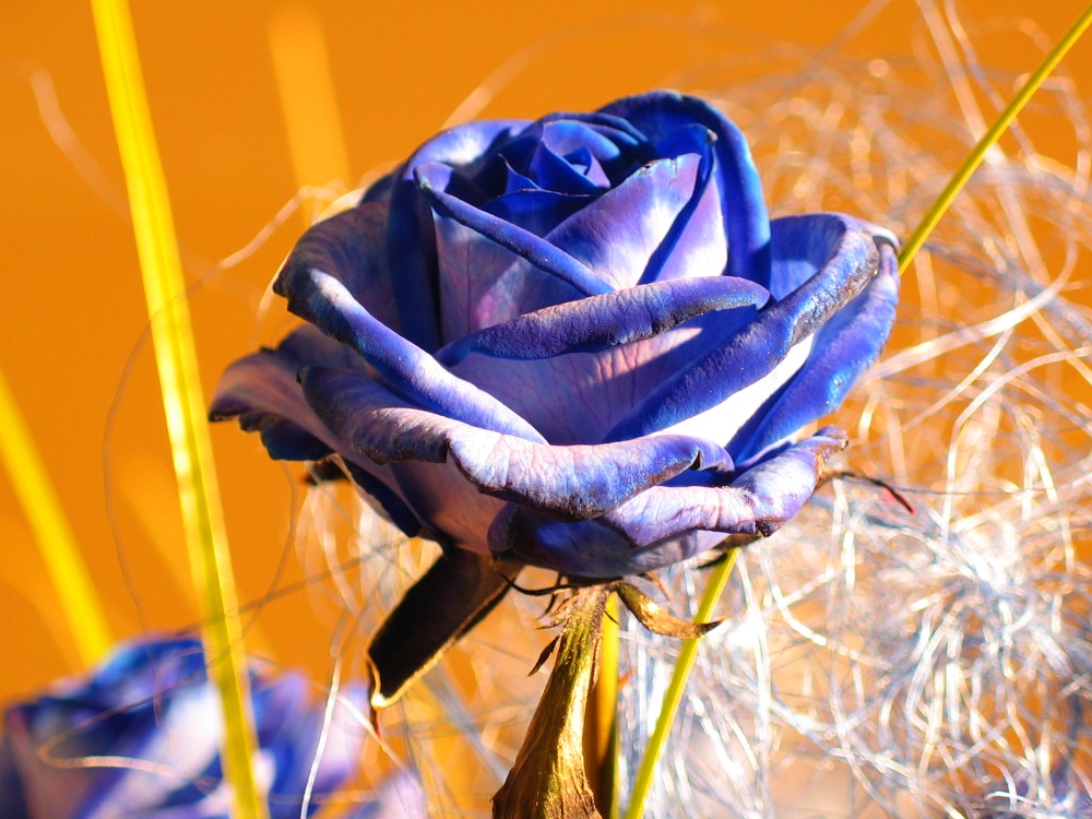 Blaue Rose