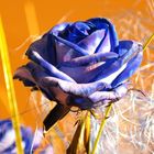 Blaue Rose