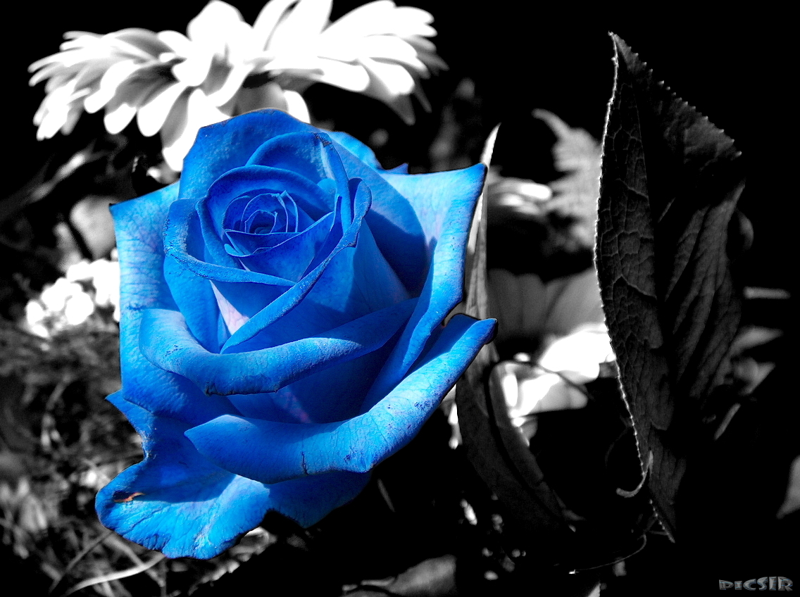 blaue Rose