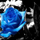 blaue Rose