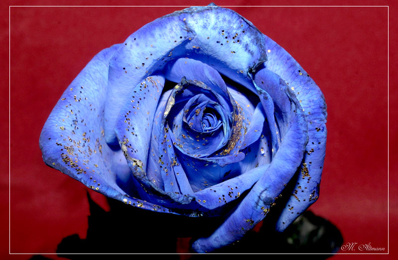 blaue Rose