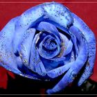 blaue Rose