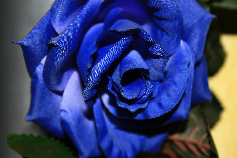 Blaue Rose