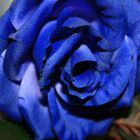 Blaue Rose