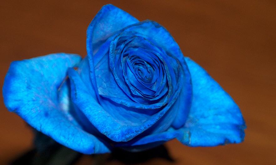 Blaue Rose