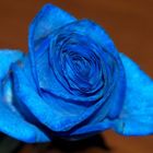 Blaue Rose