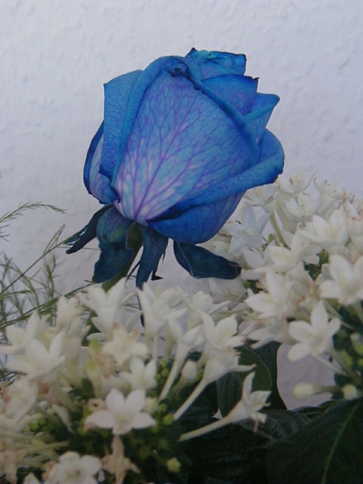 Blaue Rose