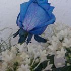 Blaue Rose