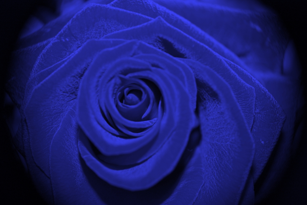 blaue Rose