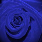 blaue Rose