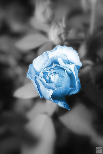 blaue Rose