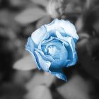 blaue Rose