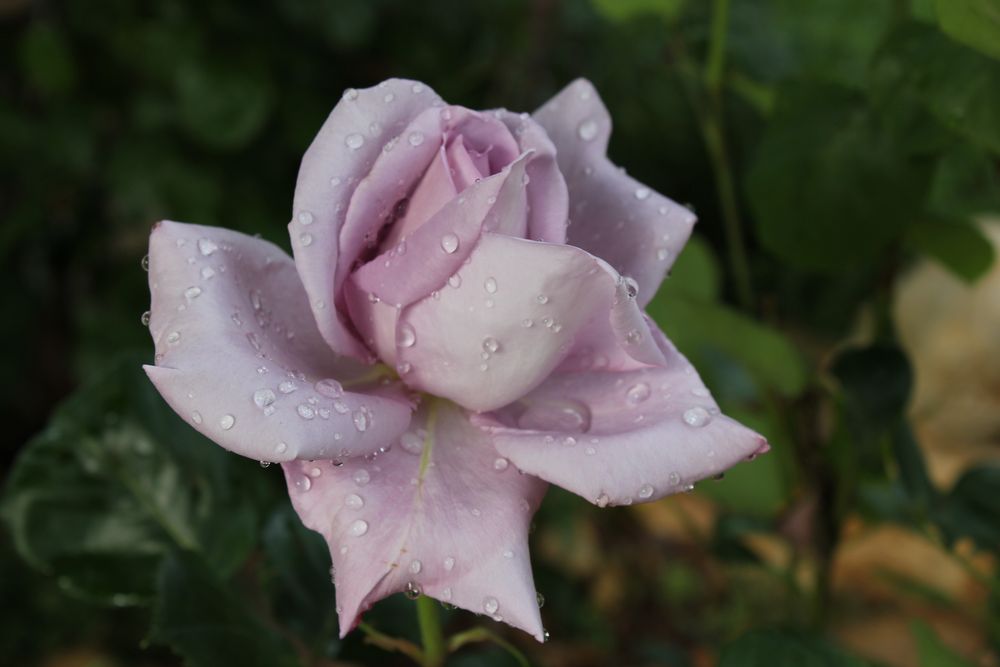 Blaue Rose Foto & Bild pflanzen, pilze & flechten, blüten