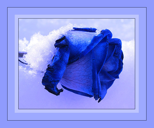 Blaue Rose im Schnee